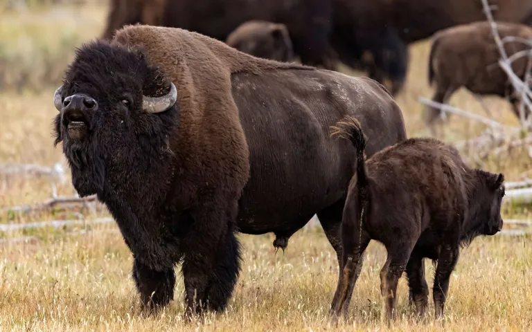 A bison cow bellows as her calf looks into the herd behind 