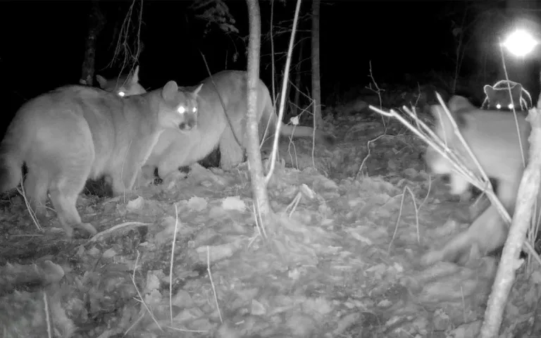 The cougar family captured at night.