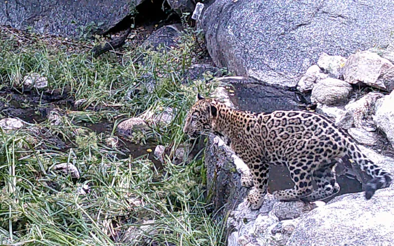 Naawa captured on a wildlife camera preparing to take a drink of water. 