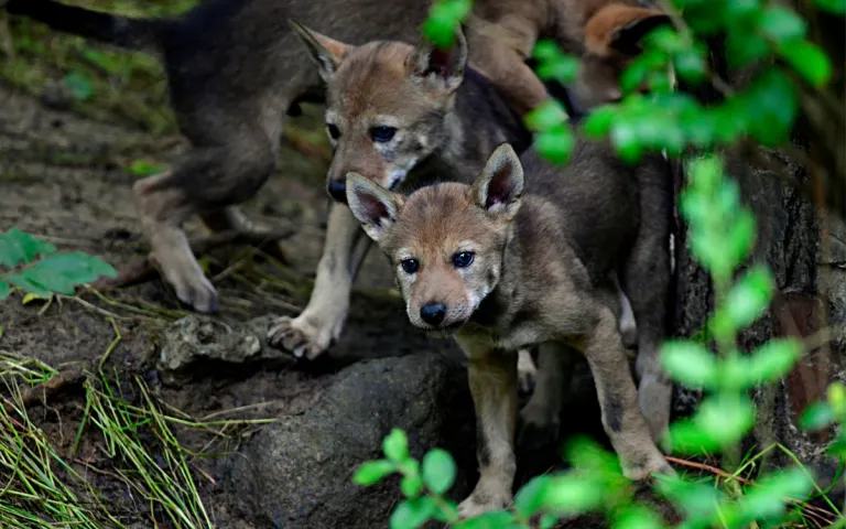 Red wolf puppies staring out from the underbrush.