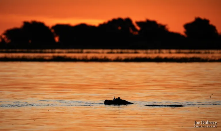 The whole frame is bathed in orange sunset light. A hippo's head is visible above the river water and trees and grass appear as dark s silhouttes in the background.