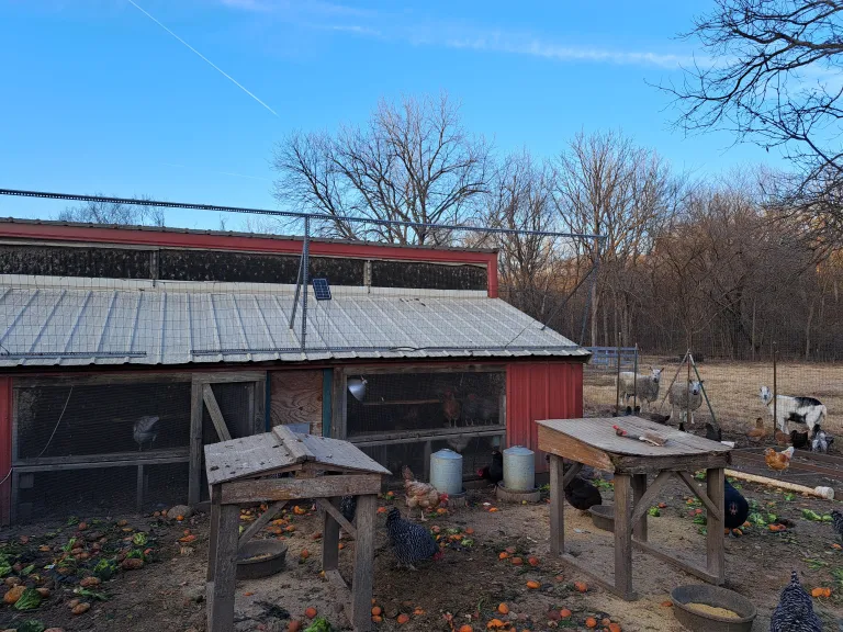 Lawrence Farm chickens and sheep
