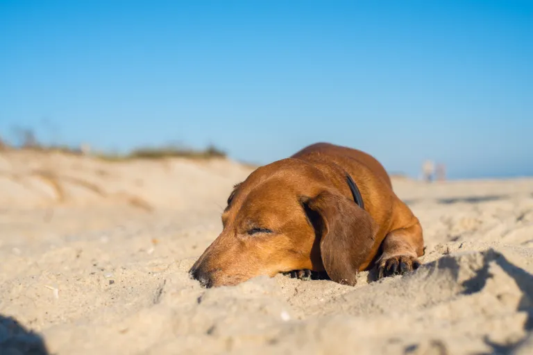 dog sleeping on the beach