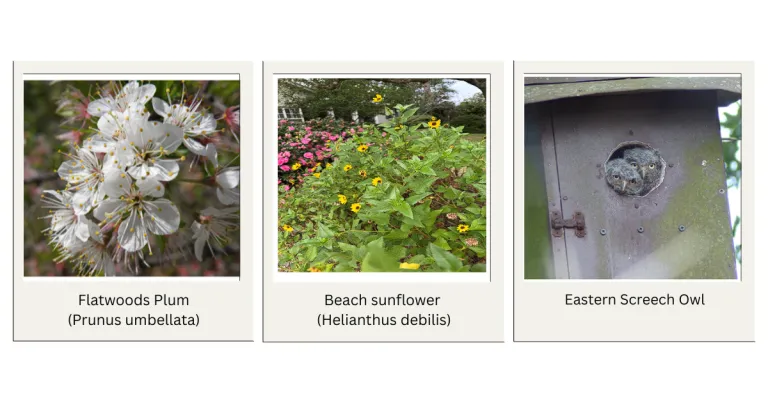 3 photos of plants and owls