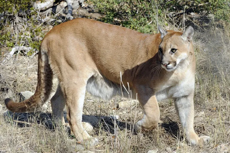 moutain lion