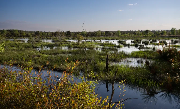 Pinebarrens