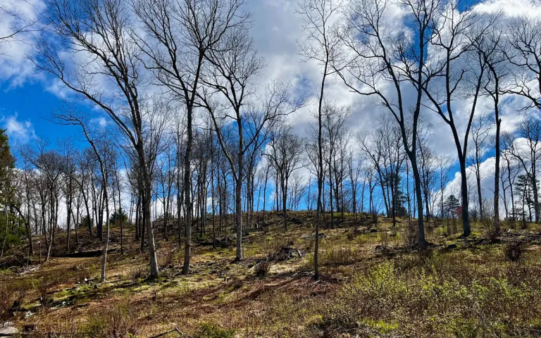 A prescribed fire site one year after a burn with greenery starting to return. 