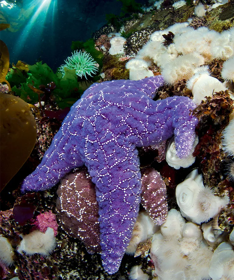 Two ochre sea stars (purple and eggplant colored) climb on white sea anemones in shallow water, with a ray of sun shining into the water