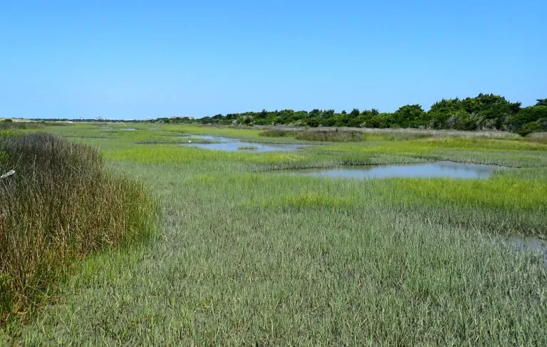 Carrot Island, Rachel Carson Preserve