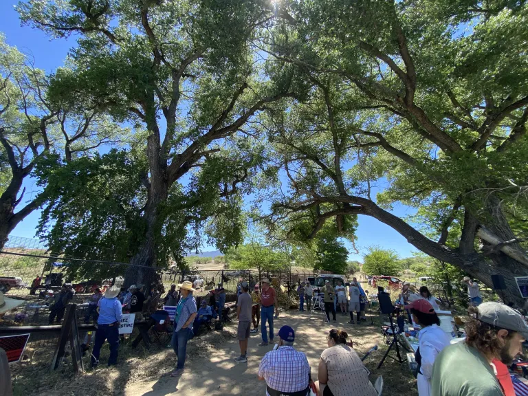 Two ancient cottonwood trees whose crowns touch across the US Mexico Border