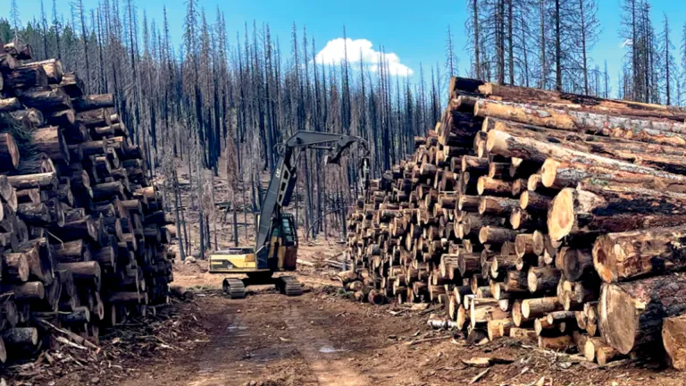 Inside a logging operation.