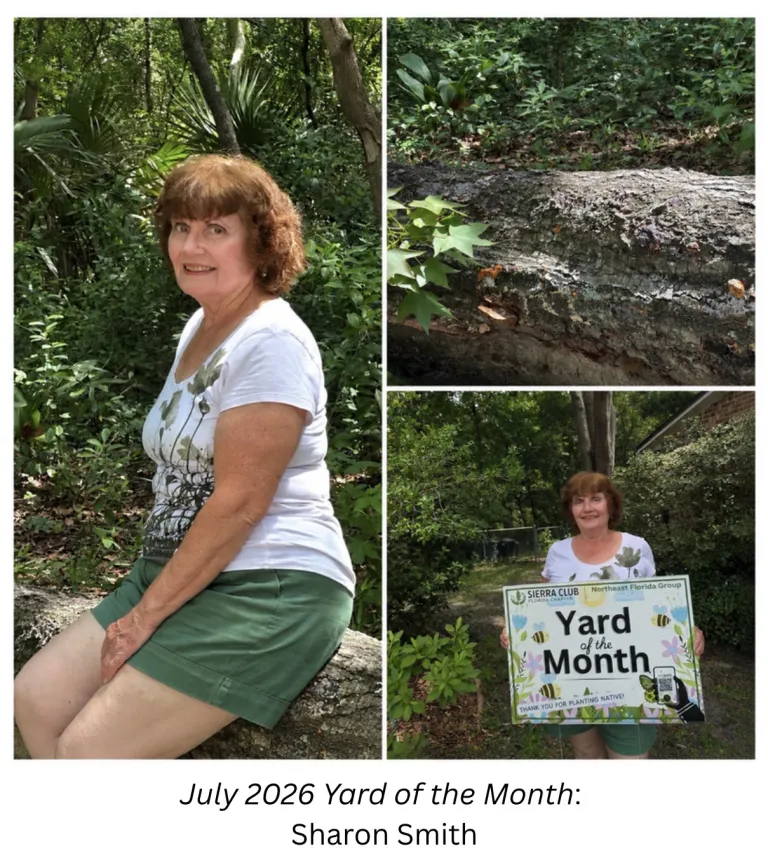 July 2026 Yard of the Month Winner