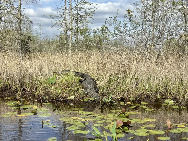 Okefenokee Swamp