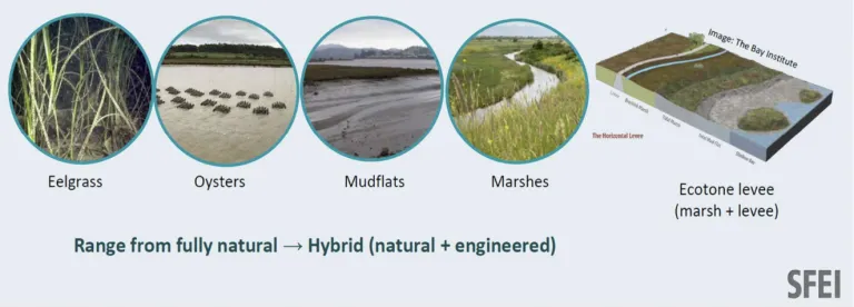 Types of natural and nature-based solutions