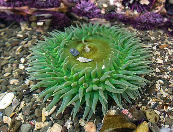 Anemone