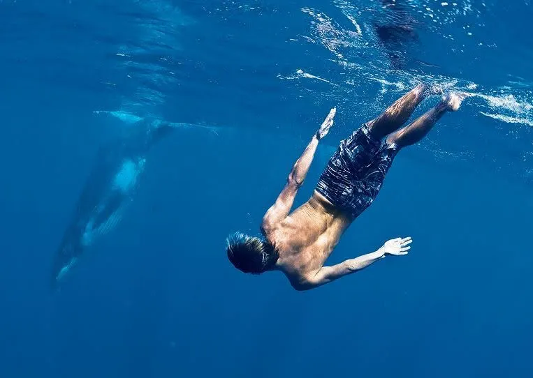 Surfers for Cetaceans