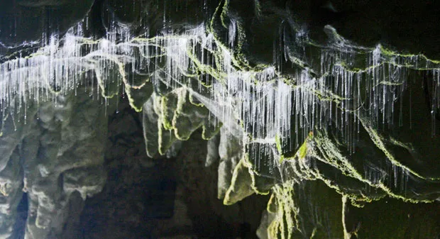 When poop glows: Luminous waste of the fungus gnat ignites an underground light show in New Zealand, evoking ewws and aahs from visitors.