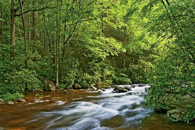 Fires Creek threads its way through the tangled highlands of North Carolina's Tusquitee Mountains.