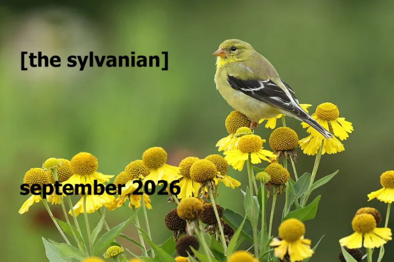 Goldfinch perched on sneezeweed