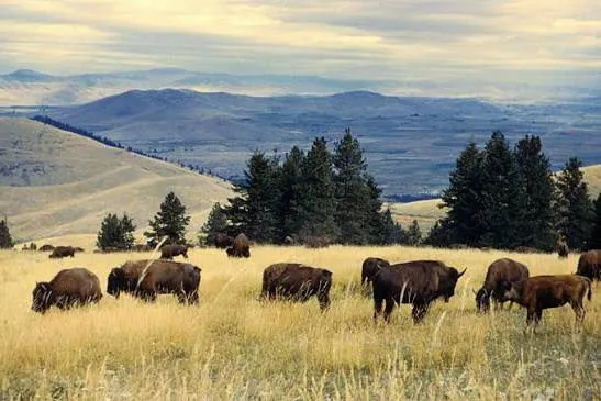 Bison in Montana