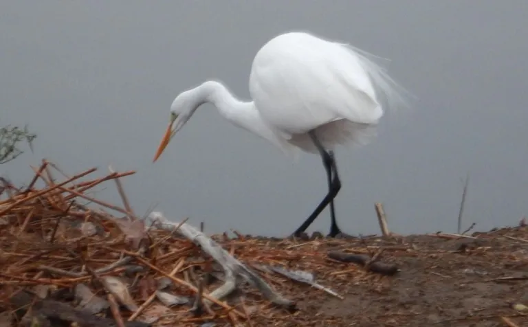 A long-necked, long-legged white egret is stalking breakfast on the edge of the grey lake. 