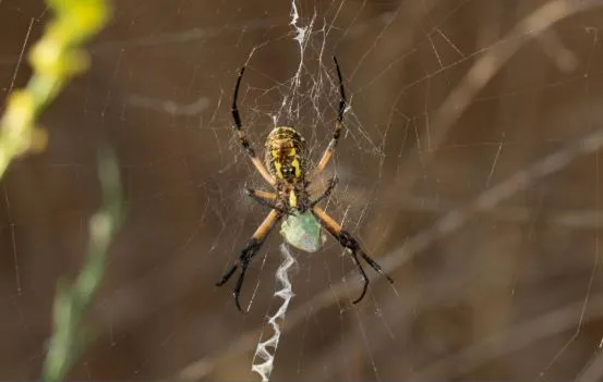 A large pale spider with dark legs seems to be mending its web against a defused tan background.