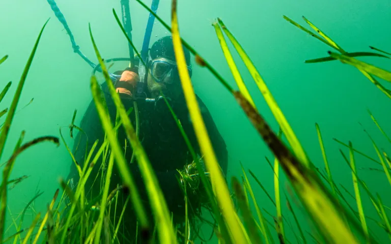 Scientific divers with Team Zostera collect eelgrass for research and conservation efforts from a healthy meadow in Casco Bay on August 11, 2026. Photos by Jamie Walter for The Maine Monitor.