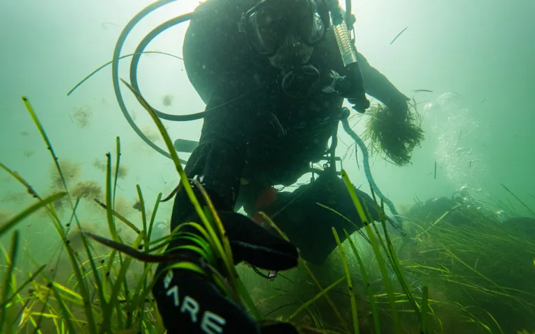 Scientific divers with Team Zostera collect eelgrass for research and conservation efforts from a healthy meadow in Casco Bay on August 11, 2026. Photos by Jamie Walter for The Maine Monitor.