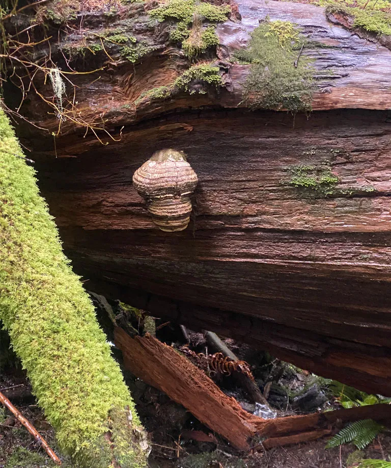 Agarikon growing out a dead log. 