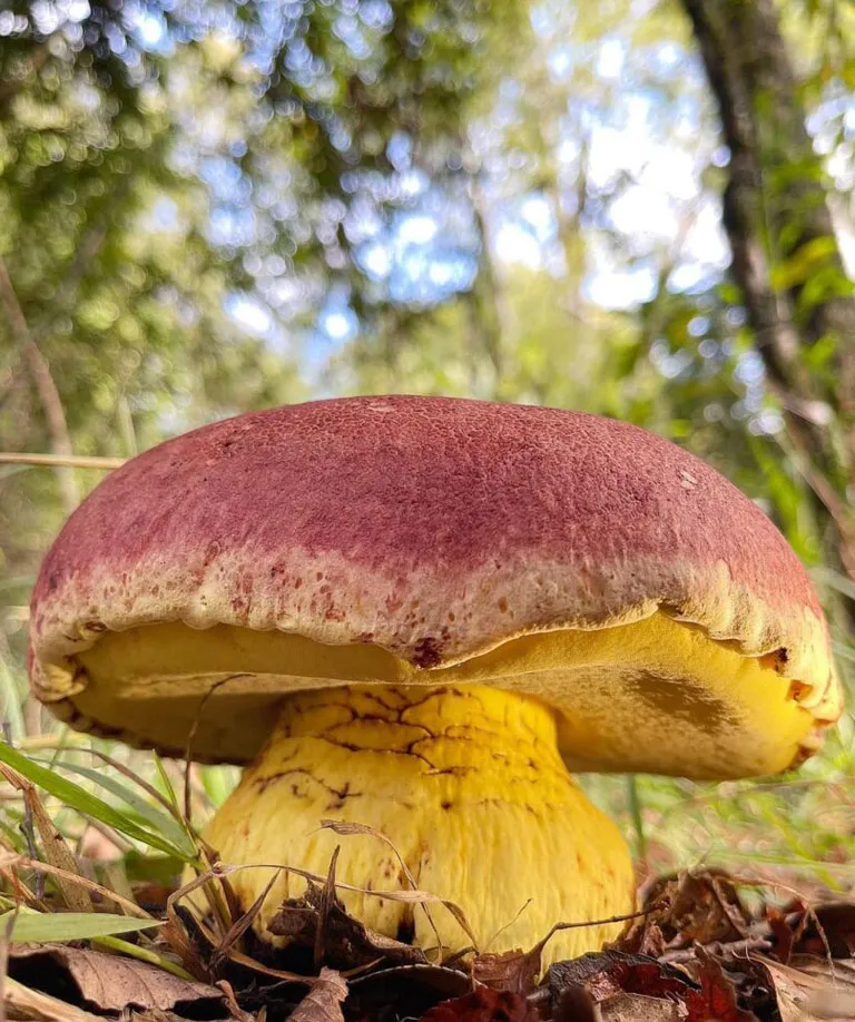 The loyo mushroom, which can grow as large as a basketball. 
