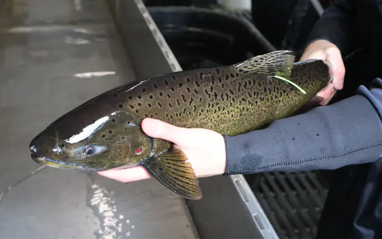 A hatchery-origin adult spring Chinook is tagged and loaded into a fish transport truck at WDFW's Kalama Falls Fish Hatchery before being released into the North Fork Toutle River.