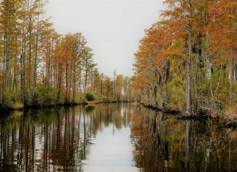 Okefenokee Swamp