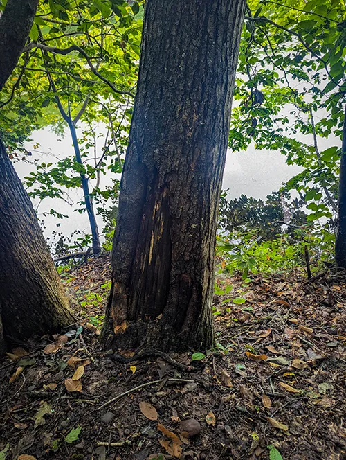 Chestnut Trees