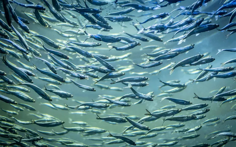 Alewives were once so prodigious that they were dubbed the “passenger pigeons of the sea.” Like the now-extinct pigeons, though, alewives suffered as settlers expanded their presence in North America. 