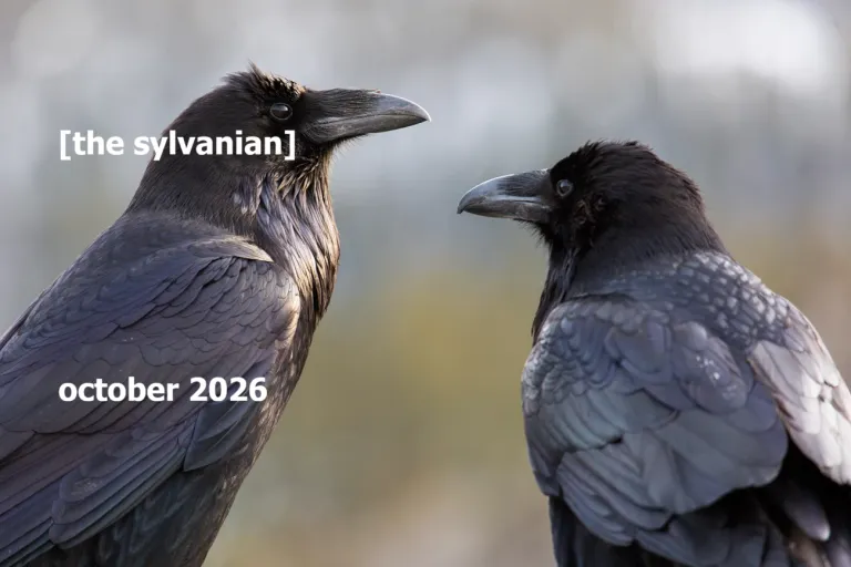 Two ravens, image courtesy of Neal Herbert
