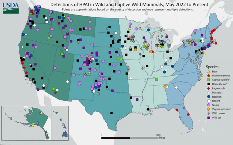 A map of HPAI detections across the US.
