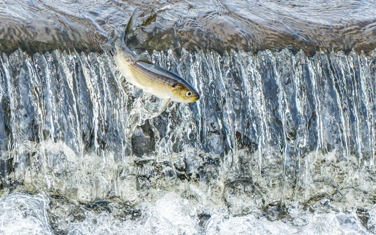 A fish tries to jump over a berm. 