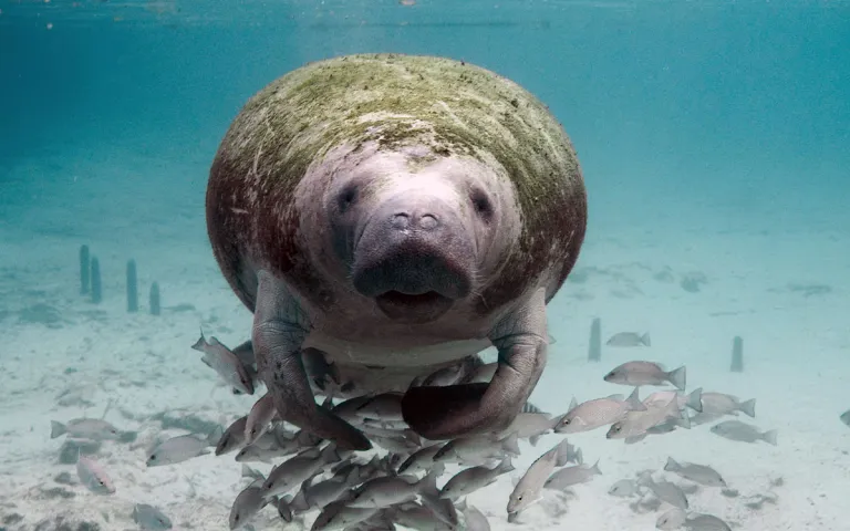 A manatee at the Crystal River National Wildlife Refuge looks directly into the camera
