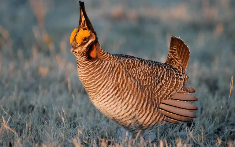 A lesser prairie chicken struts his stuff on the prairie 