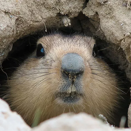 Marmot