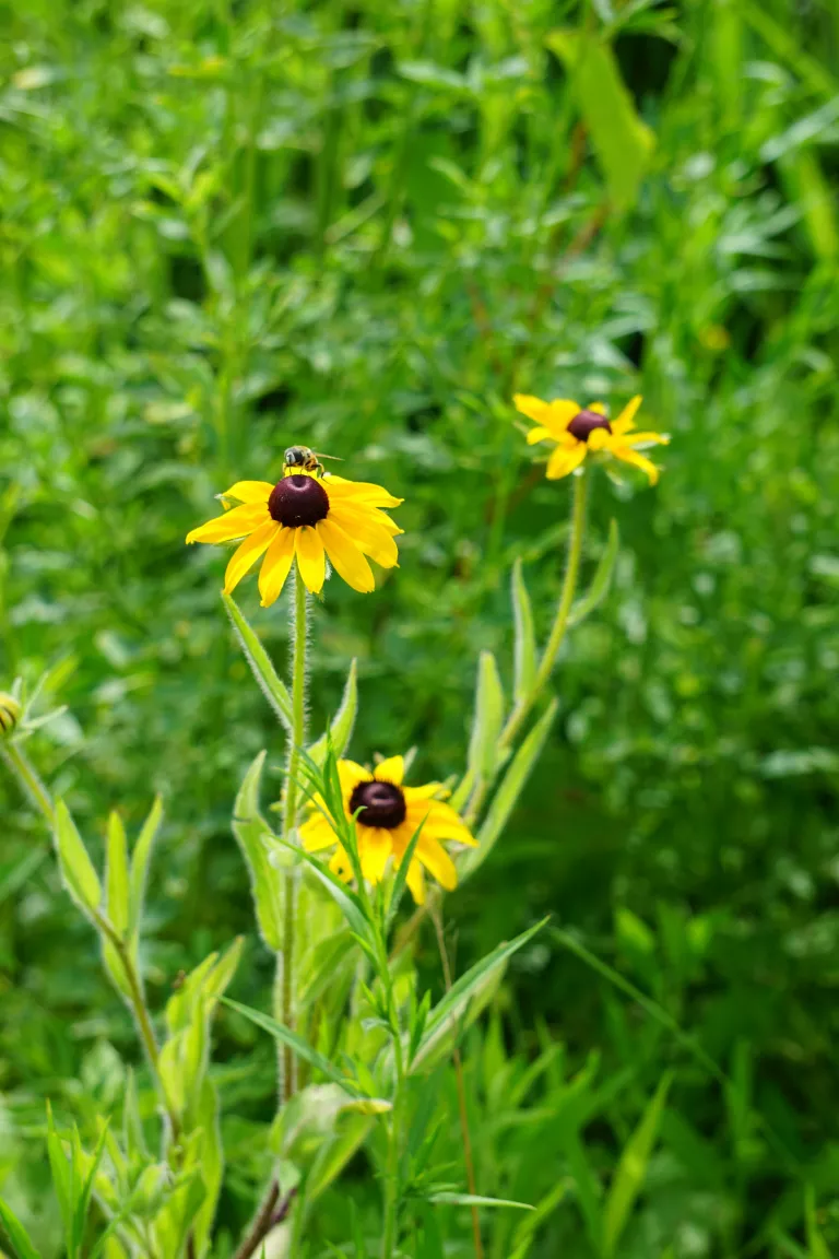 black eyed susan