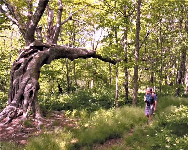 A hiker walks past a bent, gnarled tree in the Pisgah National Forest