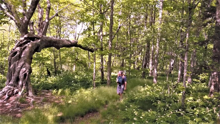 A hiker walks past a bent, gnarled tree in the Pisgah National Forest