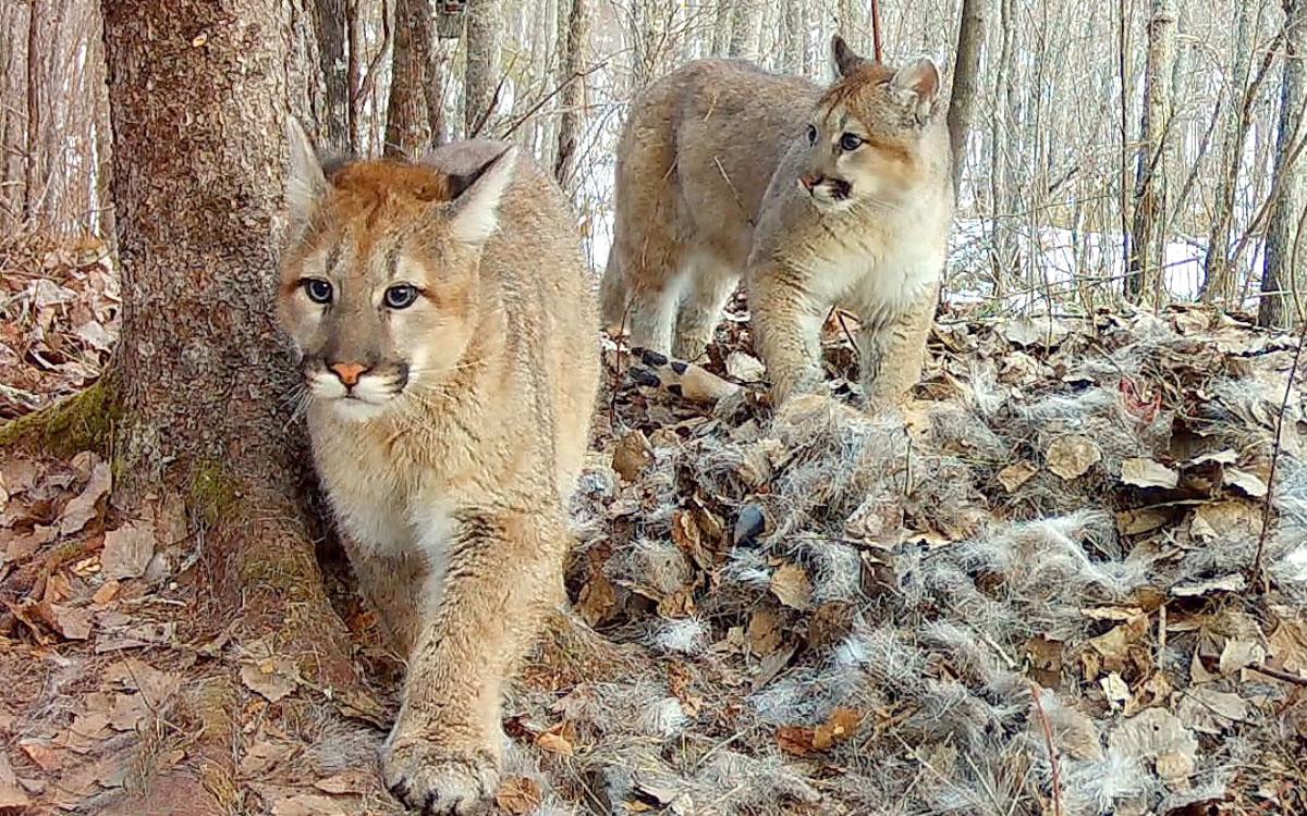 COUGAR FAMILY DISCOVERED IN MINNESOTA, SCIENTISTS STUNNED