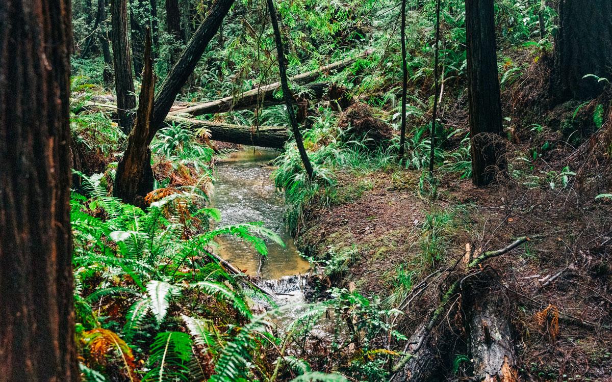 CALIFORNIA FORESTS PIVOT TO TRIBAL STEWARDSHIP AND CLIMATE SCIENCE