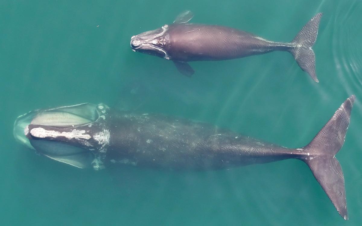 RIGHT WHALE SCARS MAP A SPECIES' FIGHT TO SURVIVE