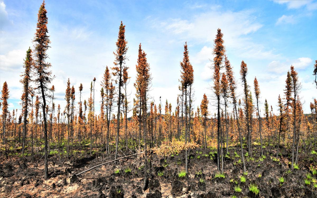 ZOMBIE FIRES ARE OVERWINTERING ACROSS BOREAL NORTH