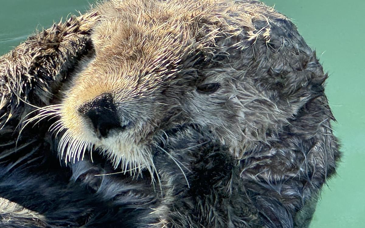 SEA OTTERS FACE ORCAS, BIRD FLU, AND WARMING SEAS