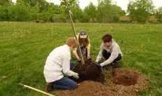 Planting trees at Pinnacle Park in Fitchburg