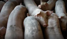 Hogs packed in a pen (Pexels / Mark Stebnicki)